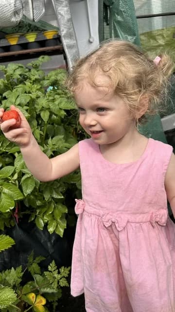 Child holding a freshly picked strawberry from the Montys garden